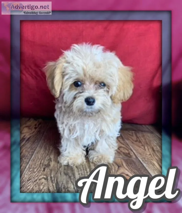Angel Female Maltipoo