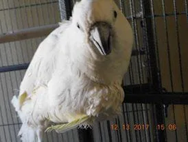 Umberella Cockatoo