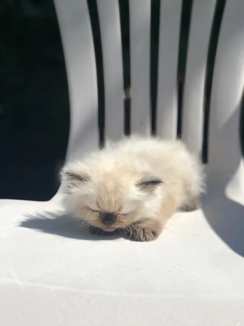 Himalayan Kittens