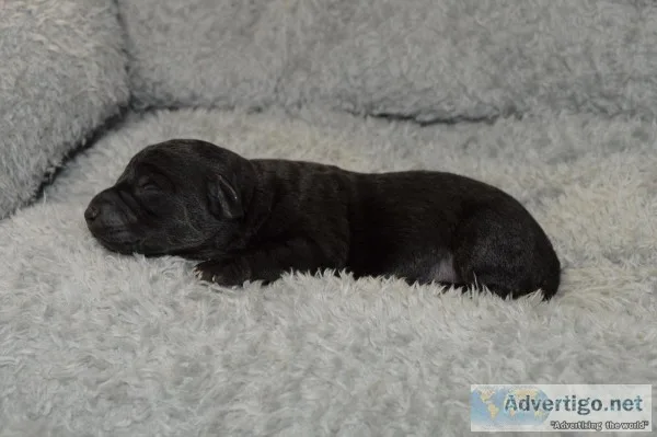 Yorkipoo females