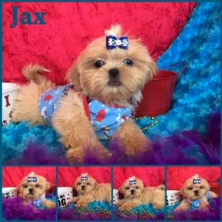 Shih tzu puppy