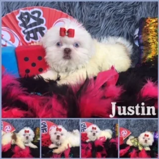 Shih tzu puppy