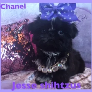 Shih tzu girl