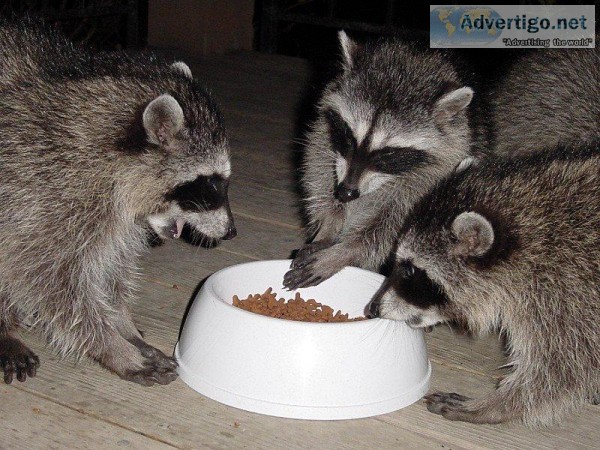 Raccoon Removal Near Me San Antonio  AAAC Wildlife Removal