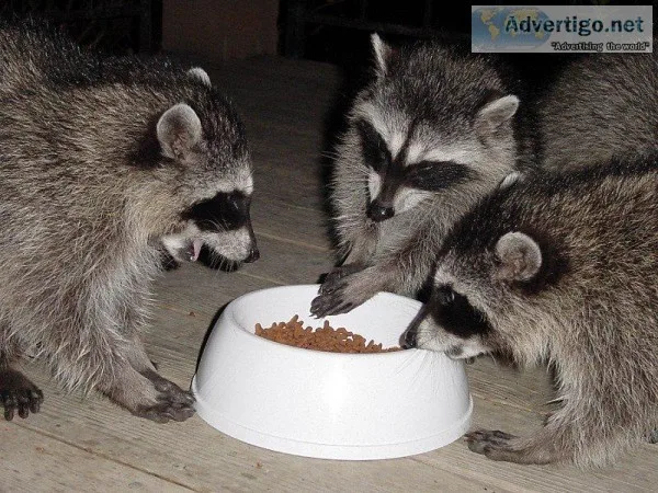 Raccoon Removal Near Me San Antonio  AAAC Wildlife Removal
