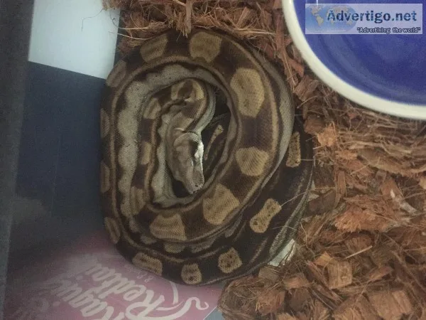 2 year old male Boa (Motley)