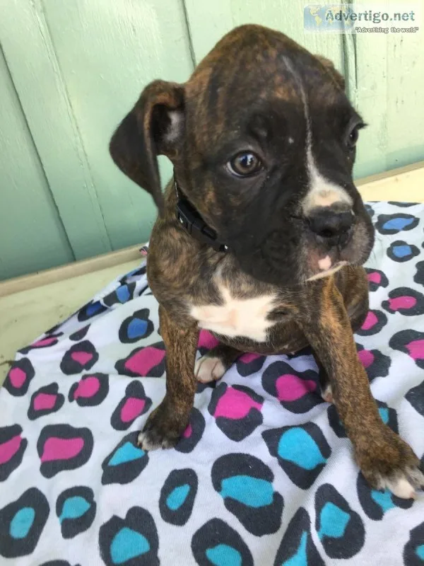 Boxer Puppies