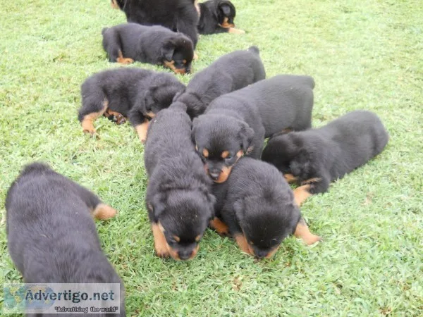 Rottweiler Puppies