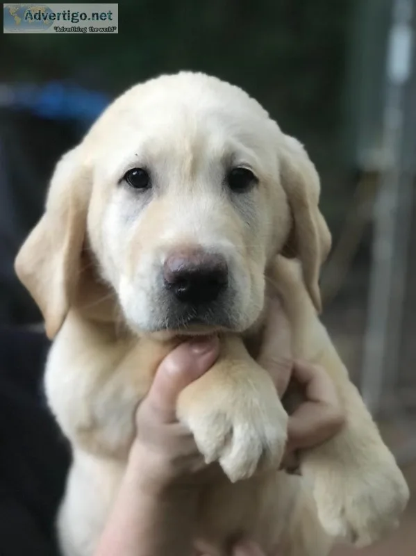 AKC Yellow Labrador Retriever Puppies