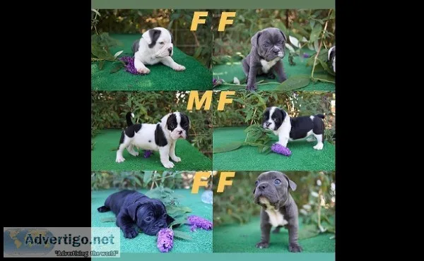 Mini Bullies