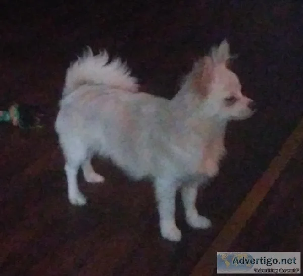 Pomeranian