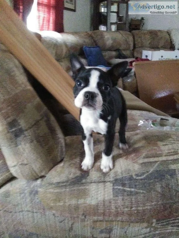 Boston Terriers