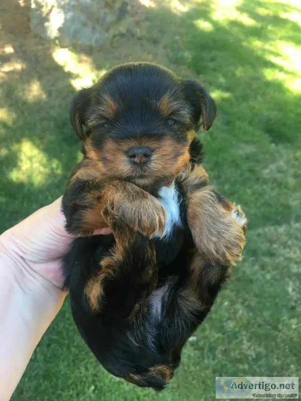 Adorable AKC Male Yorkshire Terrier