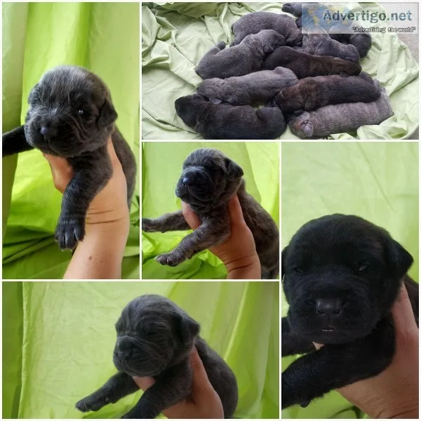 Cane Corso
