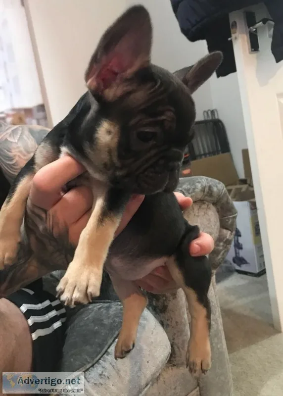 Cute and awesome french bulldogs