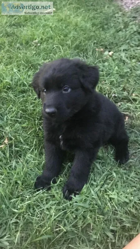 German Shepherd Puppies