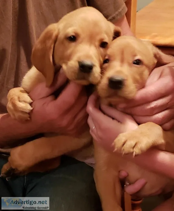 American AKC Red Fox Lab Puppies