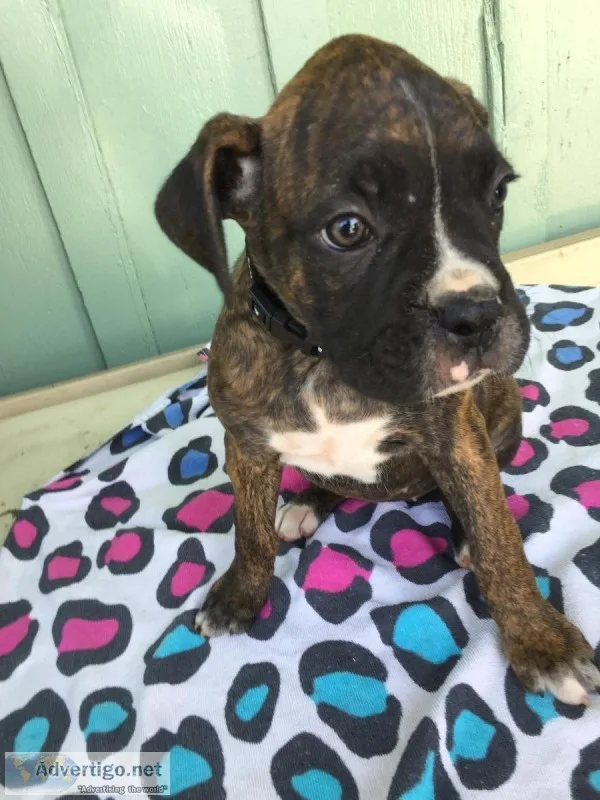 Boxer Puppies