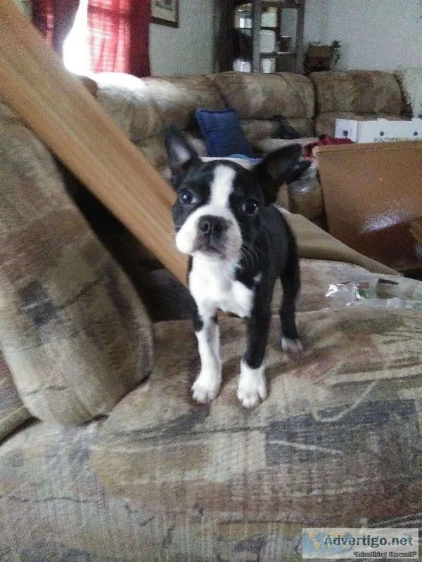 Boston Terriers