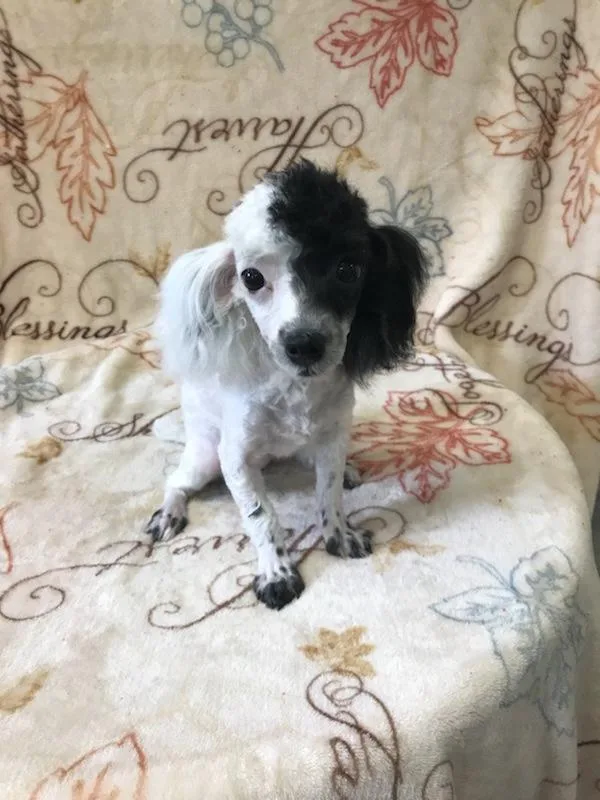 Female Toy Poodle Puppy