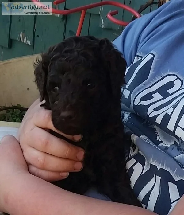 Standard Poodles AKC