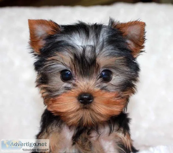Two Yorkshire Puppies For Sale