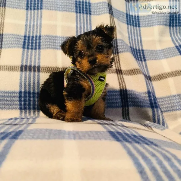 Male CKC Teacup Yorkshire Terrier Puppies