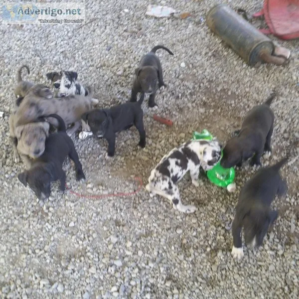 Great DanePitbull puppies