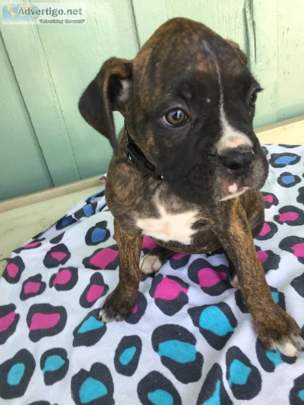 Boxer Puppies