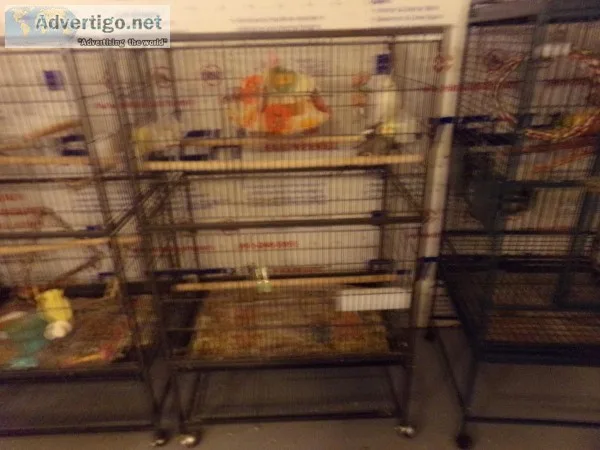 du to my breathing problems i have to sell  my birds
