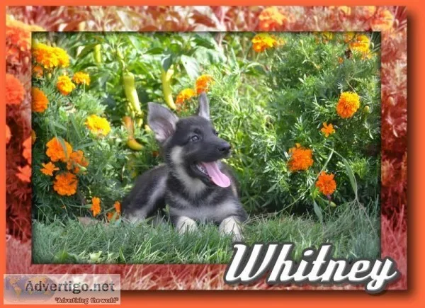 Whitney Female ACA German Shepherd