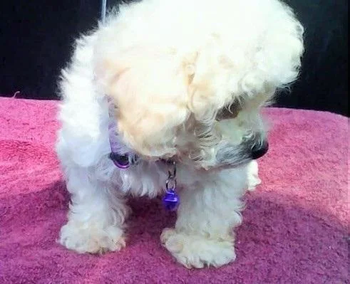 AKC TOY POODLE PUPPIES WHITES