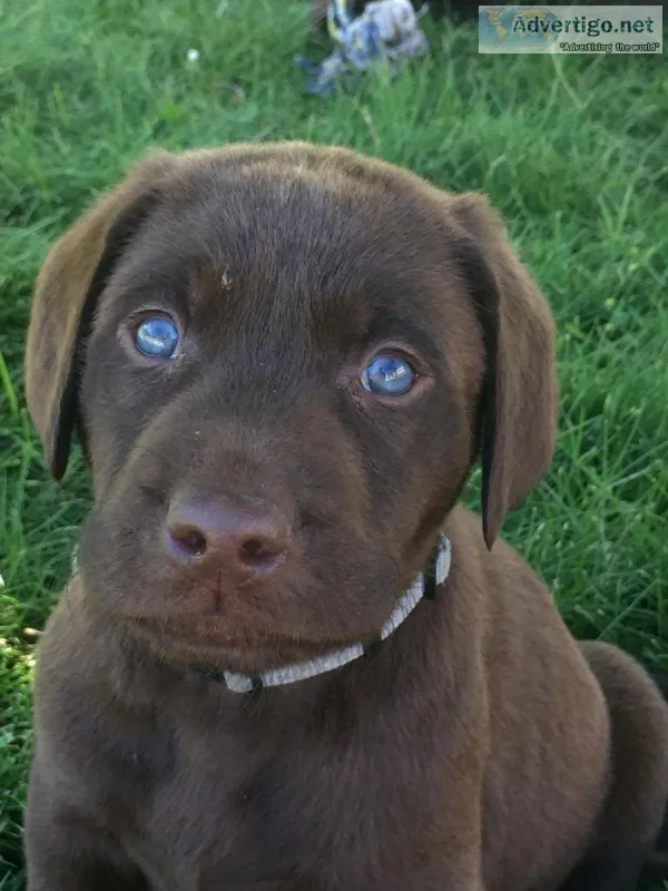 AKC Chocolate Labs for Sale