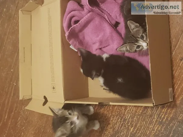 Free Kittens