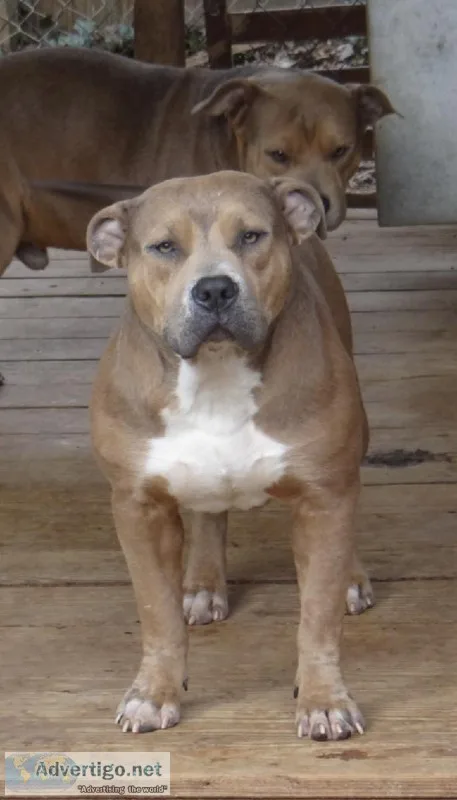 American Bully