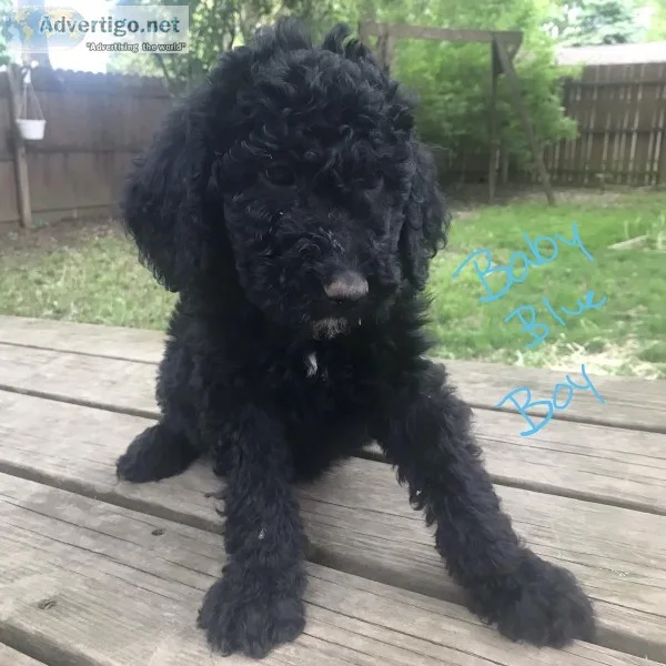 Goldendoodles