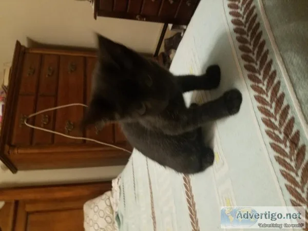 Kitten