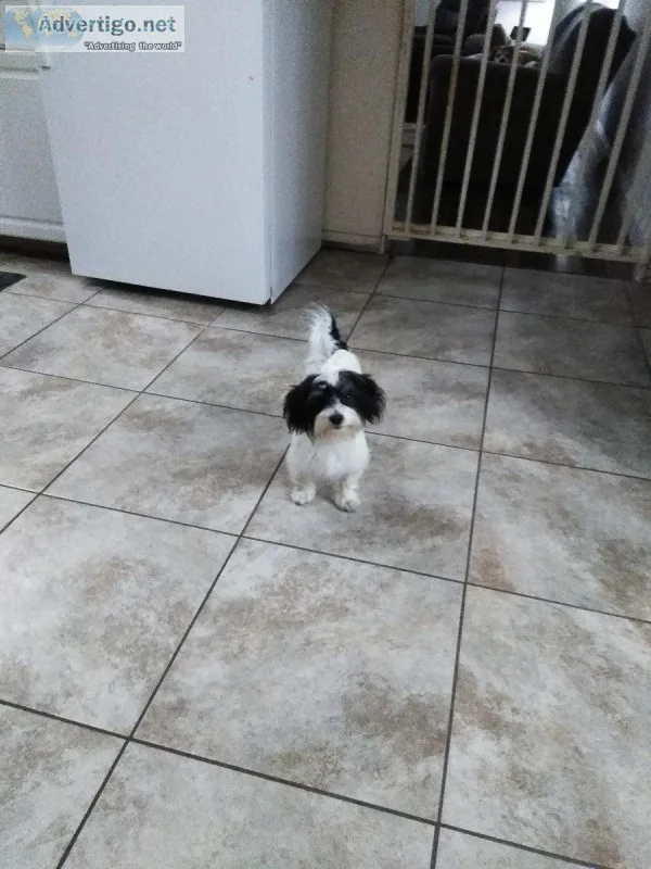 Shorki Yorkipoo pups