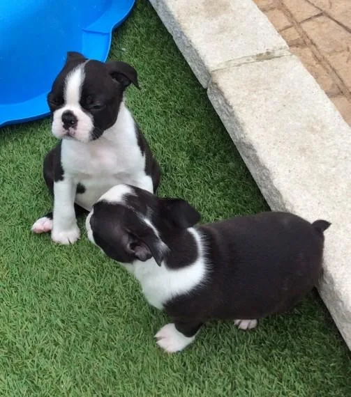 Boston Terrier Puppies for sale