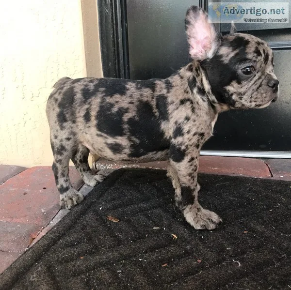 Sensible and cute french bulldogs pups