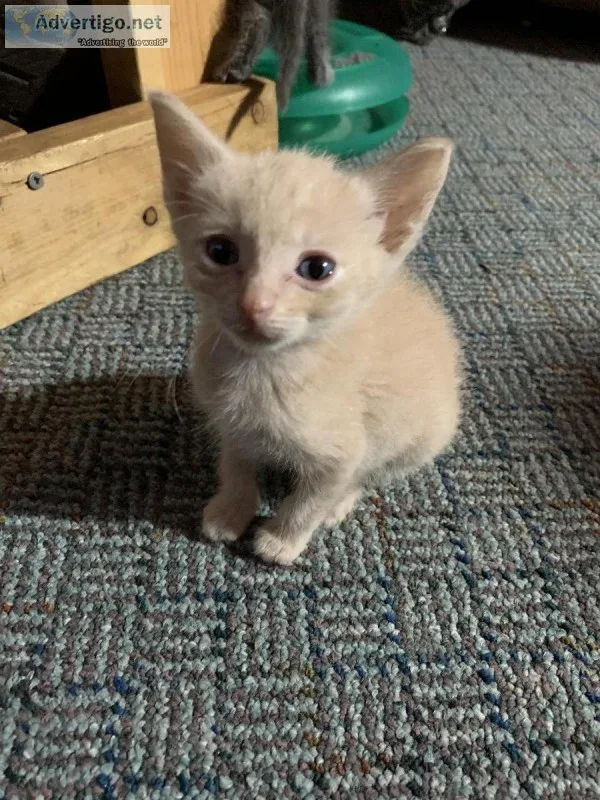 Kittens