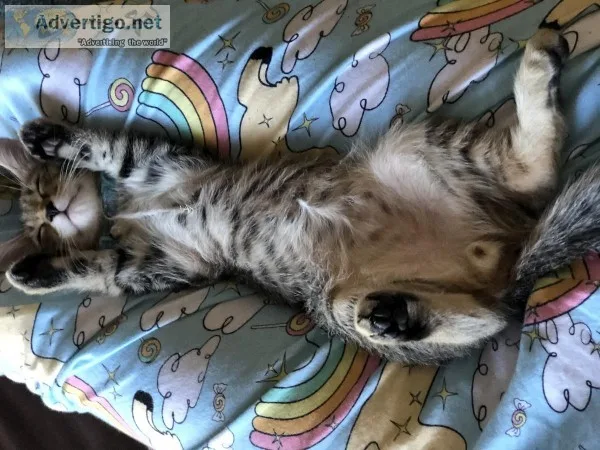 Calico cat