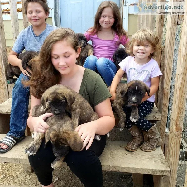 St. Bermastiff puppies