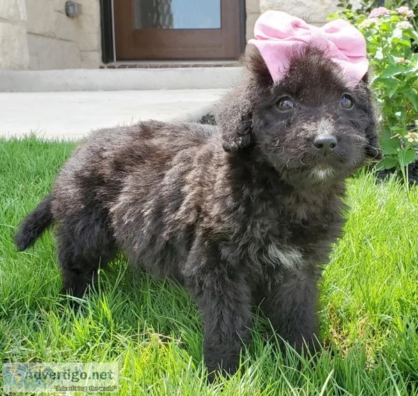 F1b Labradoodle - Carly