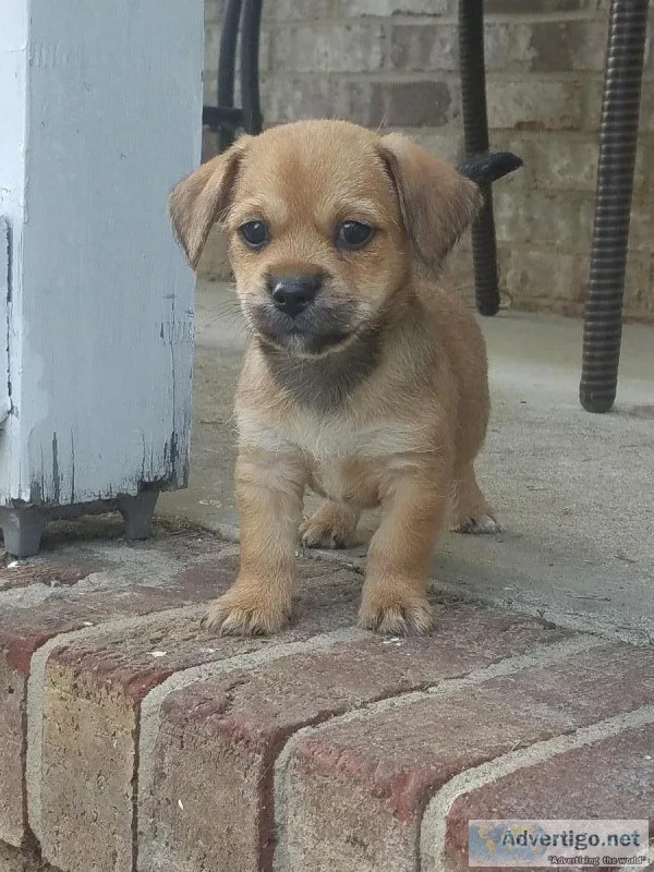 7 week puppies for sale