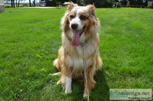 Red Merle Male Australian Shepherd