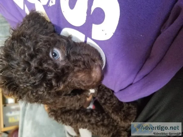 9 beautiful double doodles