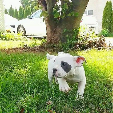 Bully Puppy