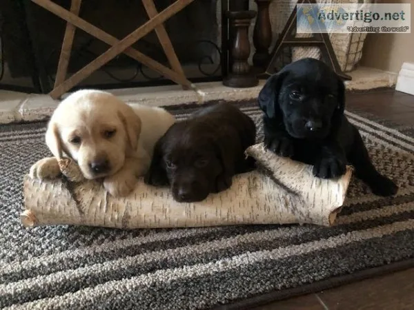 akc labradors
