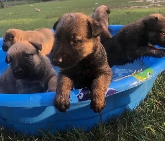 BELGIAN MALINOIS PUPPIES